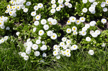 Bellis perennis flowers in open ground. Lush blooming  common garden bellis in city park. Family name Asteraceae, Scientific name Bellis © supersomik