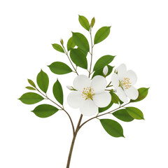 Obraz premium A close-up view of a blooming white flowering branch isolated on transparent background