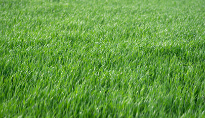 Fototapeta premium Green lawn with Grass. Grass lawn in spring. Spring Grass field. Grass wallpaper.