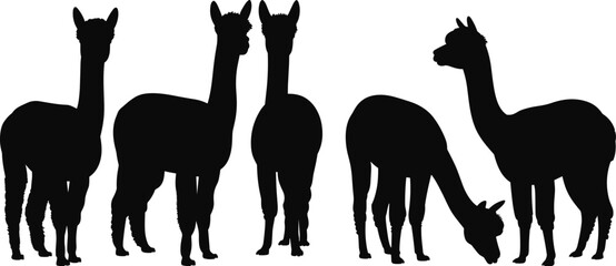 Black alpaca llama silhouette collection, isolated farm animal vector set, standing and grazing camelid livestock illustration bundle © Creative Soul