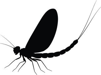 Black mayfly silhouette illustration with delicate wings, long antennae, segmented body and tail filaments, aquatic insect artwork design for entomology, ecology, education, and creative projects © MdRaziur