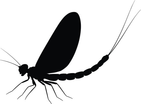 Black mayfly silhouette illustration with delicate wings, long antennae, segmented body and tail filaments, aquatic insect artwork design for entomology, ecology, education, and creative projects