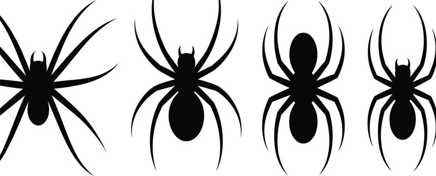 Black spider silhouette illustration featuring four distinct spiders with varied body shapes and leg positions, creative arachnid artwork design for nature, biology, Halloween, and education