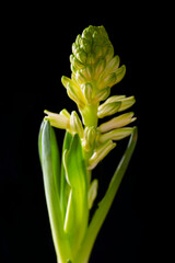 Obraz premium yellow floweron black background, sweden,sverige, stockholm