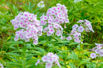 Obraz premium A bush of perennial light-flowering phlox in a country garden.