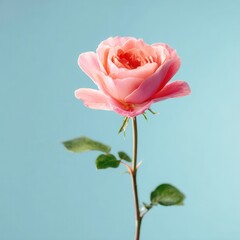 Obraz premium Pink rose with green leaves in front of a light blue background during daytime