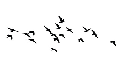 A flock of birds flying in a v-formation against a white background. Vector © JASMIN