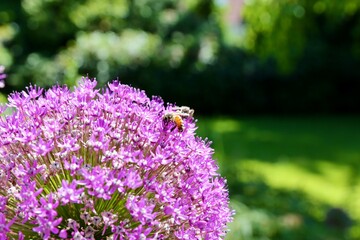 Bee on Purple Ornamental Allium Flower