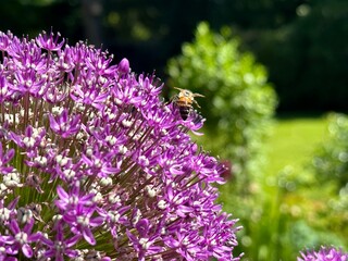 Bee on Purple Ornamental Allium Flower