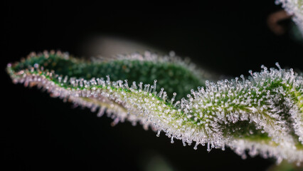 Fototapeta premium close up of cannabis trichomes,Close up of flowering cannabis,Cannabis marijuana trichomes,cover page,copy sapce