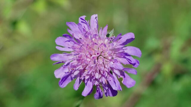 Field scabious Knautia arvensis Purple flower on a single stem. The background is 