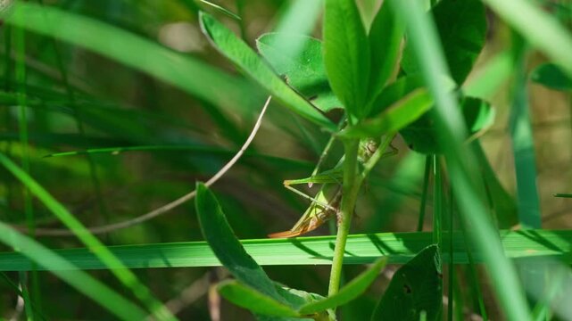 Insects in the family an acrida grasshopper sits among green grass, holding a stem with its legs. The abdomen with breathing spiracles and the tail are visible. Sunny 