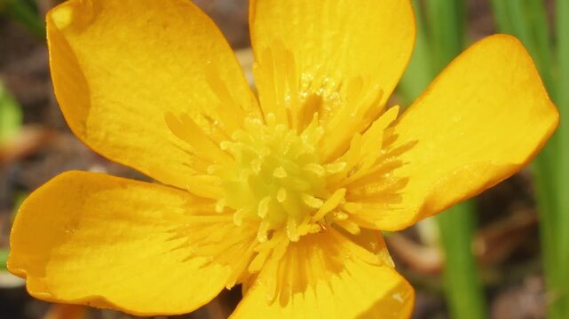 Buttercup flower macro close up stock footage