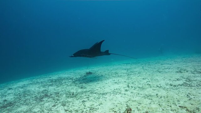 Large Black Manta Ray swims slowly over a sandy seabed