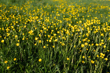 Obraz premium Spring field of yellow wildflowers meadow grass background