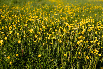 Obraz premium Blooming meadow with yellow flowers and green grass texture