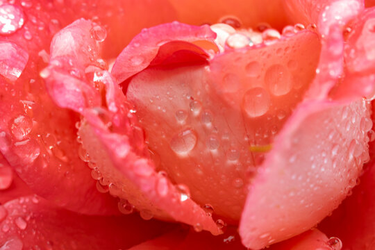 A pink flower with water droplets on it