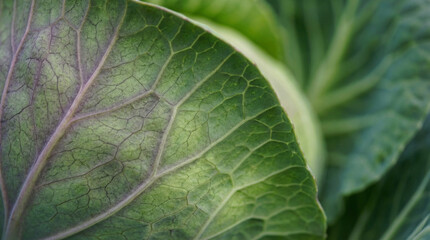 Close-up of green cabbage leaves with detailed texture and veins  