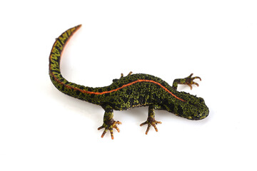 Fototapeta premium Marbled newt, olive green in color with an orange dorsal stripe