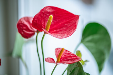 Anthurium flowers are showcasing their signature red bracts and spadices, adding a vibrant touch and representing growth, beauty, and botanical elegance for various design projects