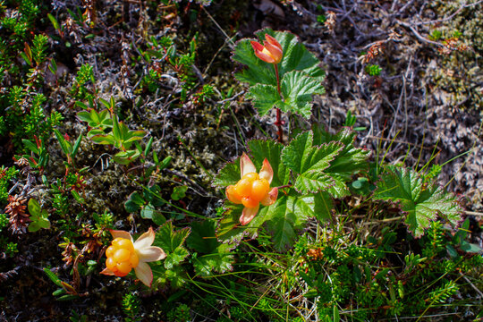 Cloudberry plants (Rubus chamaemorus) with ripe berries in Northern Norway tundra