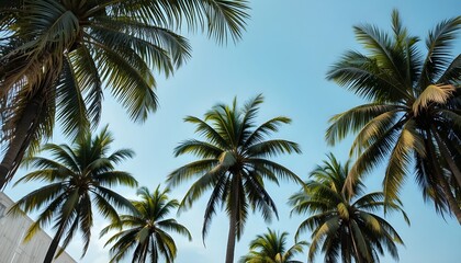 Tropical Palm Tree Background