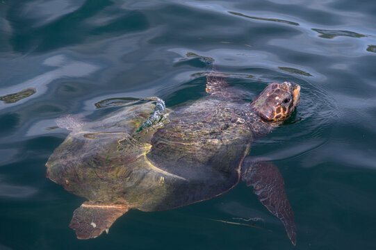Sea turtle in the bay of Argostoli, Kefalonia, Greece