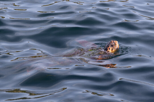 Sea turtle in the bay of Argostoli, Kefalonia, Greece