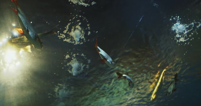 Shanghai, China. Silver Prochilodus Bottom View. Prochilodontidae Or Flannel-mouthed Characins, Are Small Family Of Freshwater Fishes. Silver Prochilodus Swim In Shanghai Ocean Aquarium