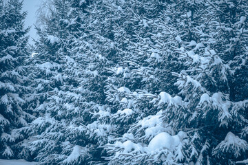 Evergreen tree branches in a forest are heavily blanketed with fresh falling snow during a cold winter day, creating a beautiful natural pattern and peaceful seasonal scene