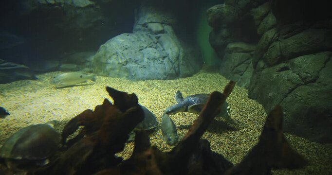 Shanghai, China. Pig-nosed Turtle Swim Along Bottom Of Aquarium. Fly River Pitted-shelled Turtle. Carettochelys Insculpta. Pig-nosed Turtle Swims In Aquarium. Sea Turtle Swims Underwater. Native To