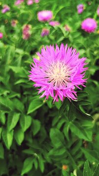 Purple flower of Stokesia's aster (Stokesia laevis) close-up. 
