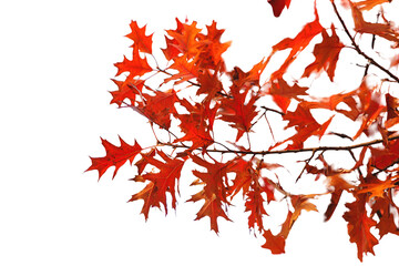 Autumn trees leaves against the sky. Selective focus.