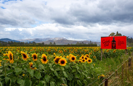 Annat, Canterbury, New Zealand, 13 February 2026: A field of sunflowers grown for the Good Oil Company