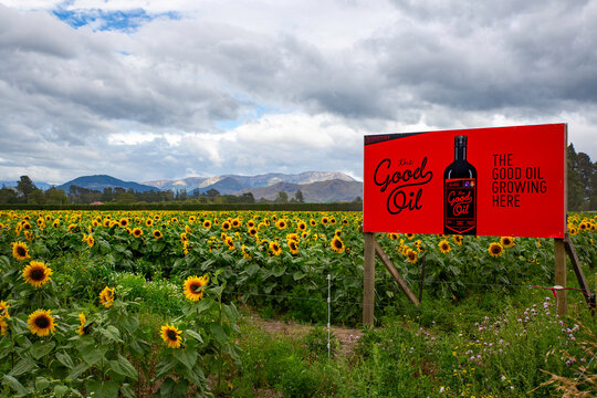 Annat, Canterbury, New Zealand, 13 February 2026: A field of sunflowers, grown for the Good Oil Company, flower in a field along a main highway