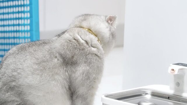 Silver cat short hair with gold collar sitting and looking away near automatic water fountain, blue mesh, white wall, stainless steel bowl, relaxed mood, pet feline care indoors