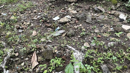 Obraz premium Rugged Rocky Ground with Small Green Plants and Scattered Debris