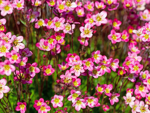 Bl&uuml;hender Moos-Steinbrech, Saxifraga, Nahaufnahme