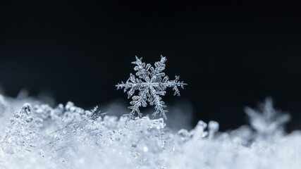 winter photo of snowflakes in the snow