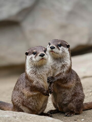 Two Otters Sitting Together And Interacting In A Natural Rocky Environment, Wildlife Scene