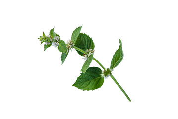 Obraz premium Mint isolate on a white background. Selective focus.