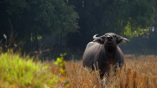 Domestic Water Buffalo Resting in Harvested Paddy Field