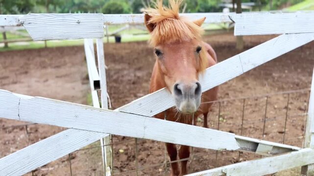 A brown pony pokes its head through a white wooden fence on a rural farm, showing curiosity amid dirt ground, rustic fencing, and a calm countryside setting