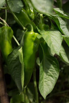 Fresh Green Peppers Growing on a Plant in Natural Light
