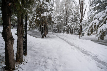Obraz premium Winter path through park alley with trees in artistic soft focus and atmospheric film grain.