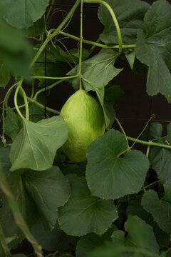 Developing Green Melon Fruit on Lush Garden Vine with Vibrant Leaves