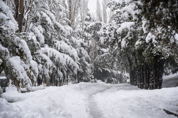 Fototapeta premium Winter path through park alley with trees in artistic soft focus and atmospheric film grain.