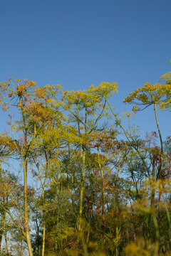 Tall Golden-Green Umbellifer Plants Against a Clear Blue Sky