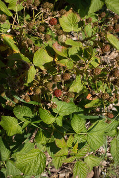 Unripe Blackberries on a Bush with Green Leaves