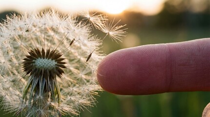 Macro Detail of Fingertip Gently Touching Delicate Dandelion Seed Head